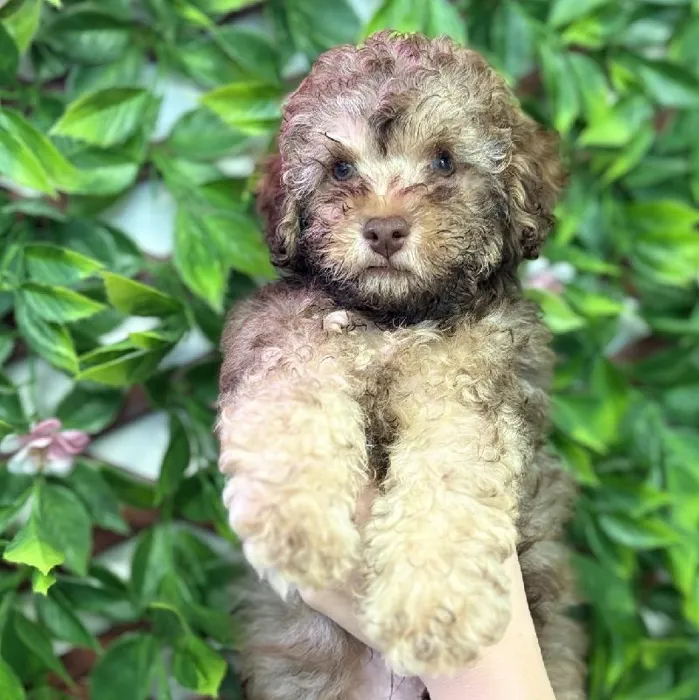 Male Cockapoo puppy named Truffle for sale at San Jose Blvd.