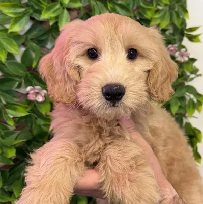 Female Mini Goldendoodle Puppy for Sale in Jacksonville, FL