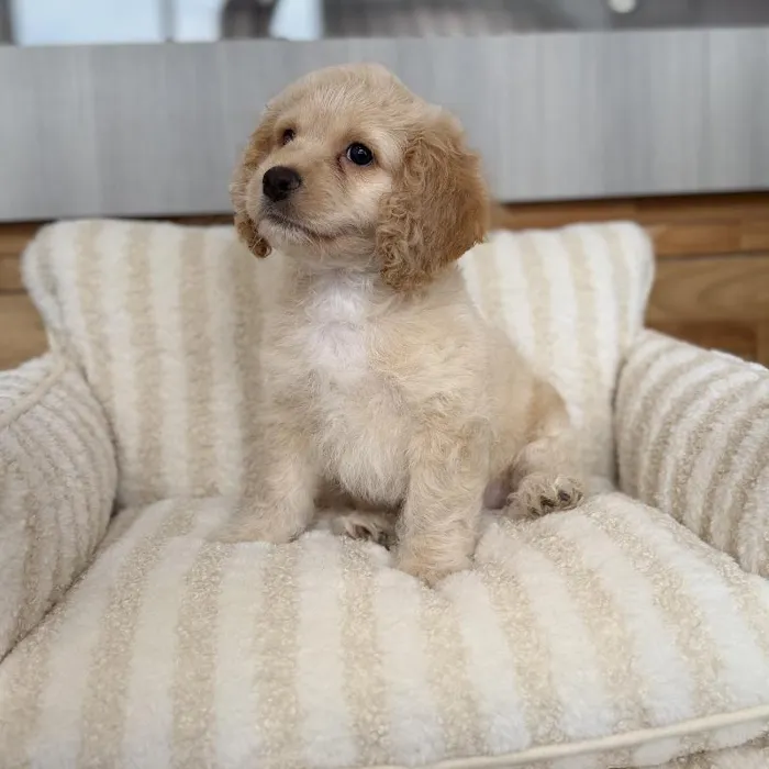 Male Cockapoo puppy named Teddy for sale at Beach Blvd.