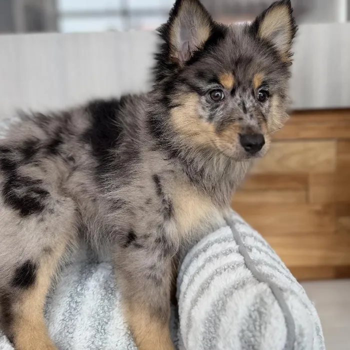 Male Pomsky puppy named Milo for sale at Beach Blvd.