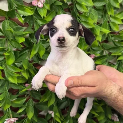 Female Chihuahua Puppy for Sale in Jacksonville, FL