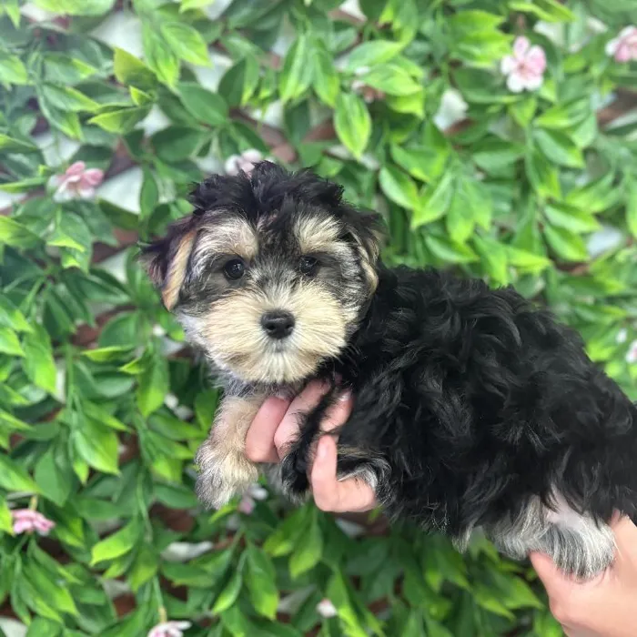 Female Morkie Puppy for Sale in Jacksonville, FL