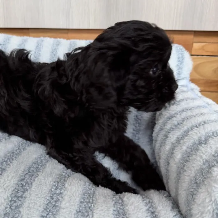 Female Cavapoo puppy named Midnight for sale at Beach Blvd.