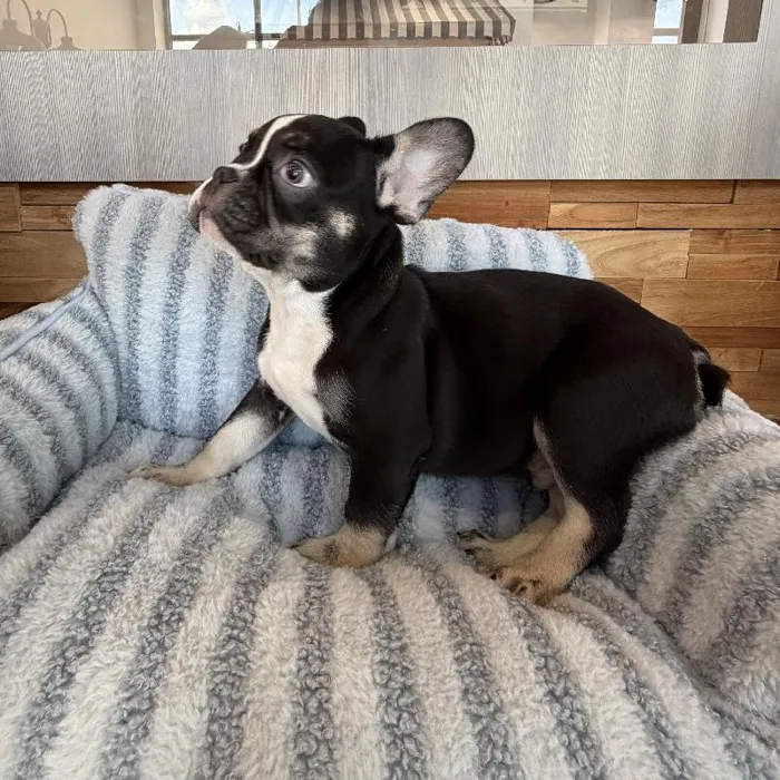 Male French Bulldog puppy named Saint for sale at Beach Blvd.