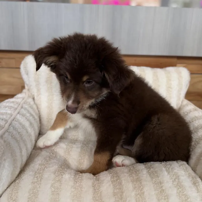 Male Australian Shepherd puppy named Ron for sale at Beach Blvd.