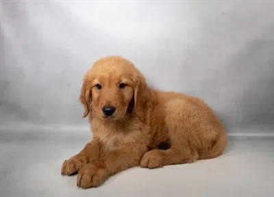 Male Golden Retriever puppy for sale at San Jose Blvd.