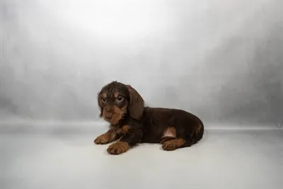 Male Mini Dachshund puppy named Peanut for sale at Beach Blvd.