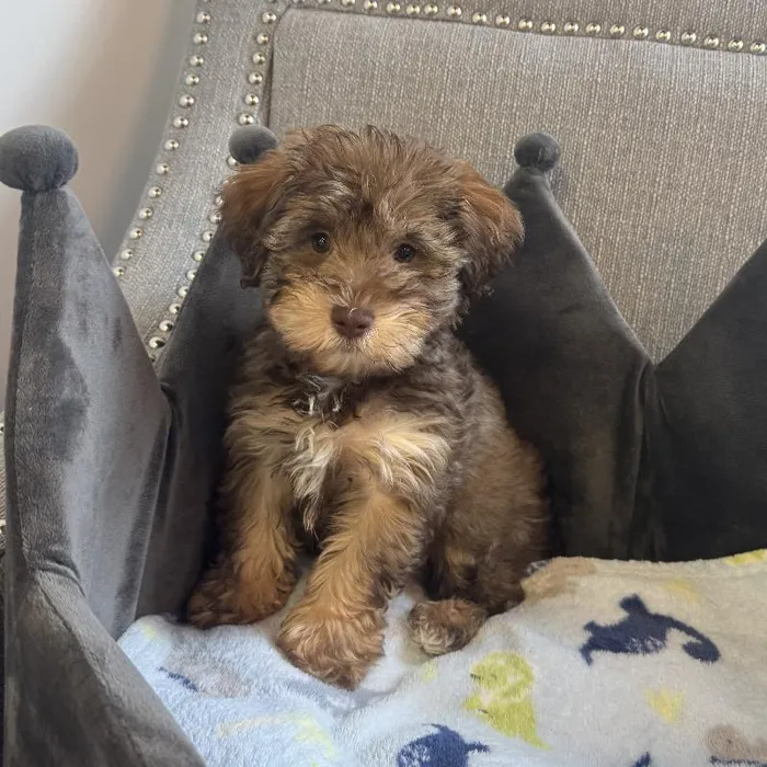 Male Schnoodle Puppy for Sale in Jacksonville, FL