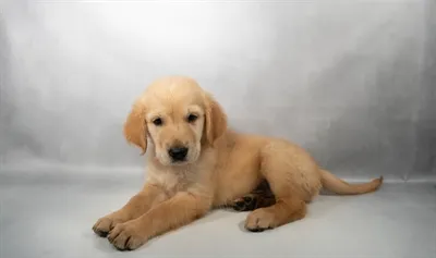 Male Golden Retriever puppy named Sven for sale at San Jose Blvd.