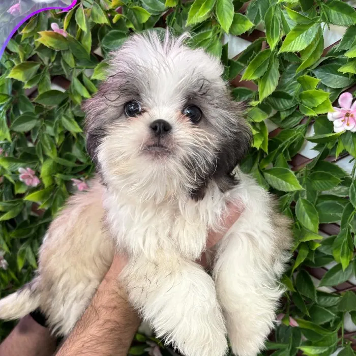 Female Shih Tzu Puppy for Sale in Jacksonville, FL