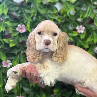Female Cocker Spaniel Puppy for Sale in Jacksonville, FL