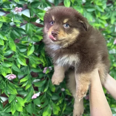 Male Mini Aussie Puppy for Sale in Jacksonville, FL