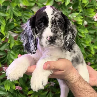 Female Cocker Spaniel Puppy for Sale in Jacksonville, FL