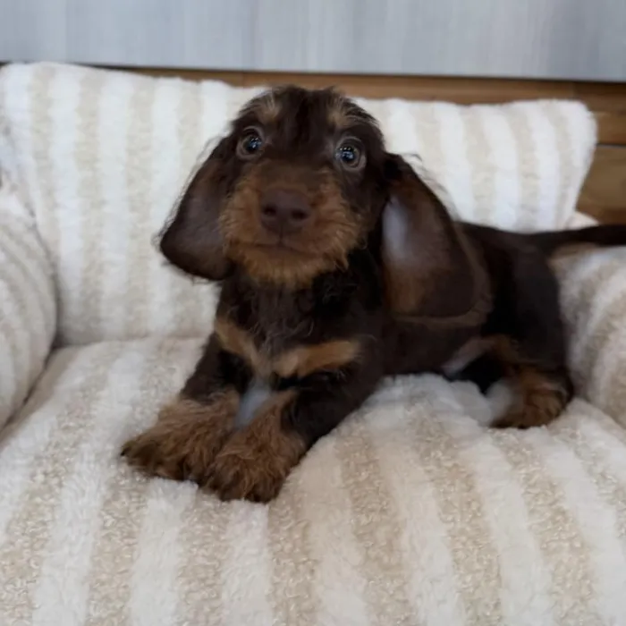 Male Mini Dachshund puppy named Peanut for sale at Beach Blvd.