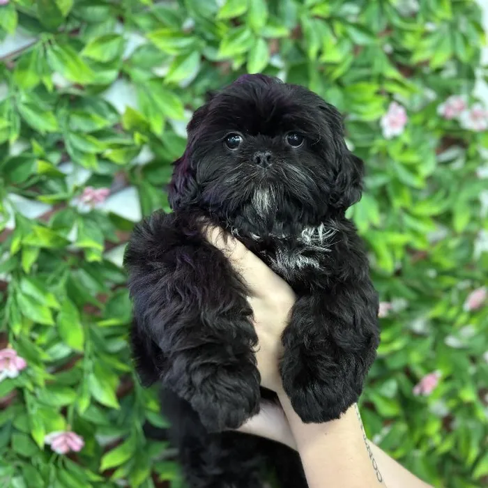 Female Shih Tzu Puppy for Sale in Jacksonville, FL