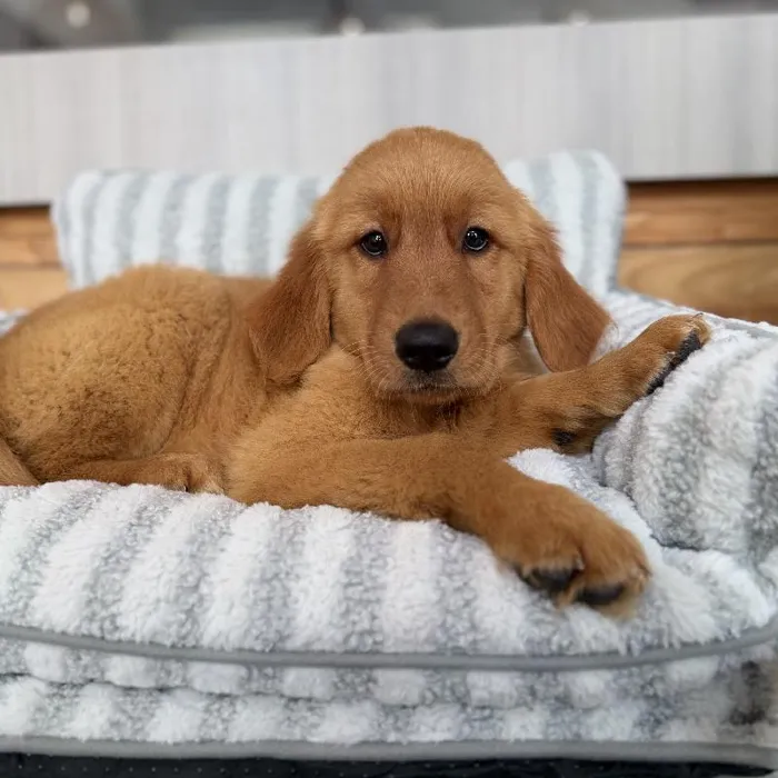 Male Golden Retriever puppy named Clifford for sale at Beach Blvd.
