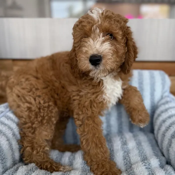 Male Mini Goldendoodle puppy named River for sale at Beach Blvd.