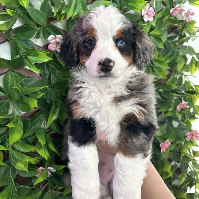 Male Mini Bernedoodle Puppy for Sale in Jacksonville, FL