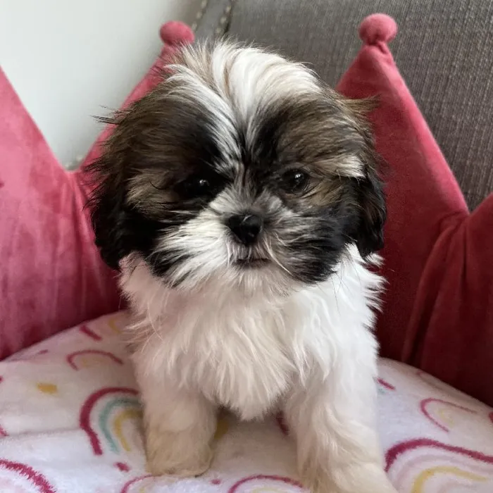 Female Shih Tzu Puppy for Sale in Jacksonville, FL