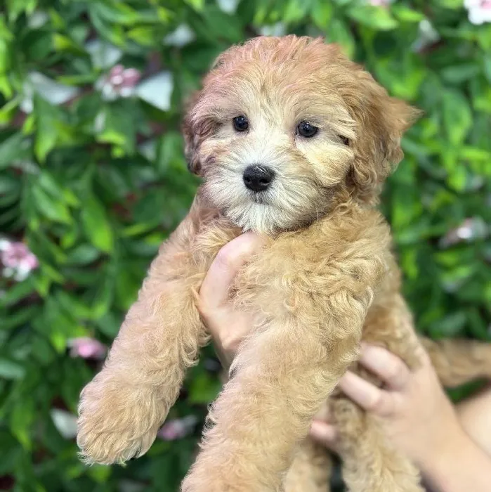 Male Shipoo puppy named Charlie for sale at San Jose Blvd.