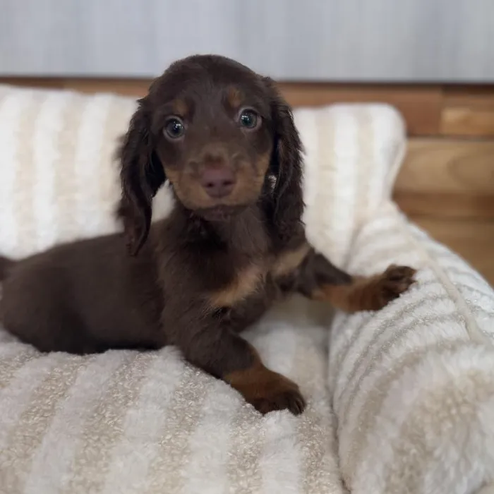 Male Mini Dachshund puppy named Canyon for sale at Beach Blvd.