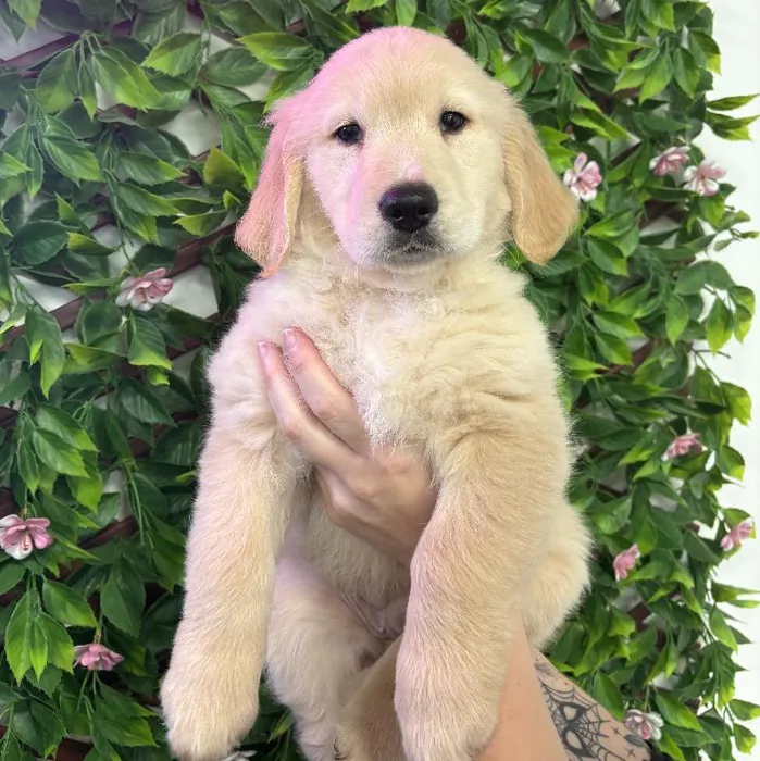 Male Golden Retriever Puppy for Sale in Jacksonville, FL