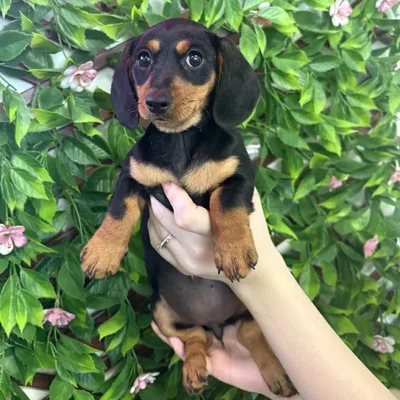 Female Mini Dachshund Puppy for Sale in Jacksonville, FL