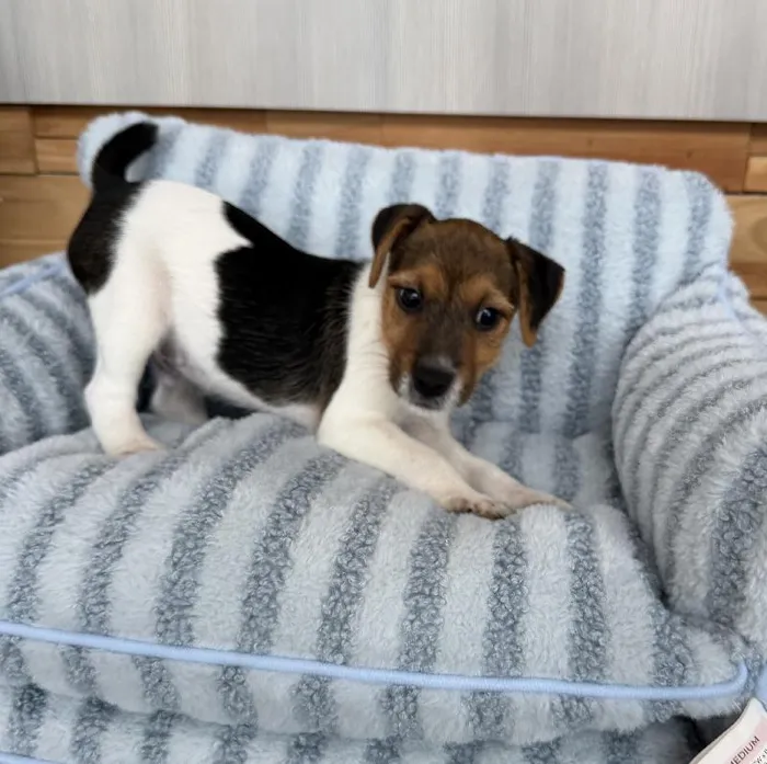 Male Jack Russell Terrier puppy named Flint for sale at Beach Blvd.
