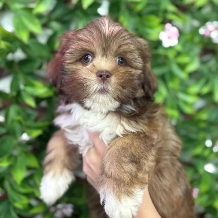 Female Lhasa Apso puppy named Amelia for sale at San Jose Blvd.