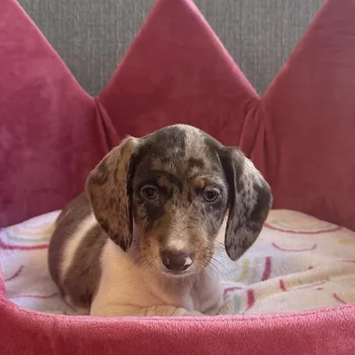 Female Dachshund Puppy for Sale in Jacksonville, FL