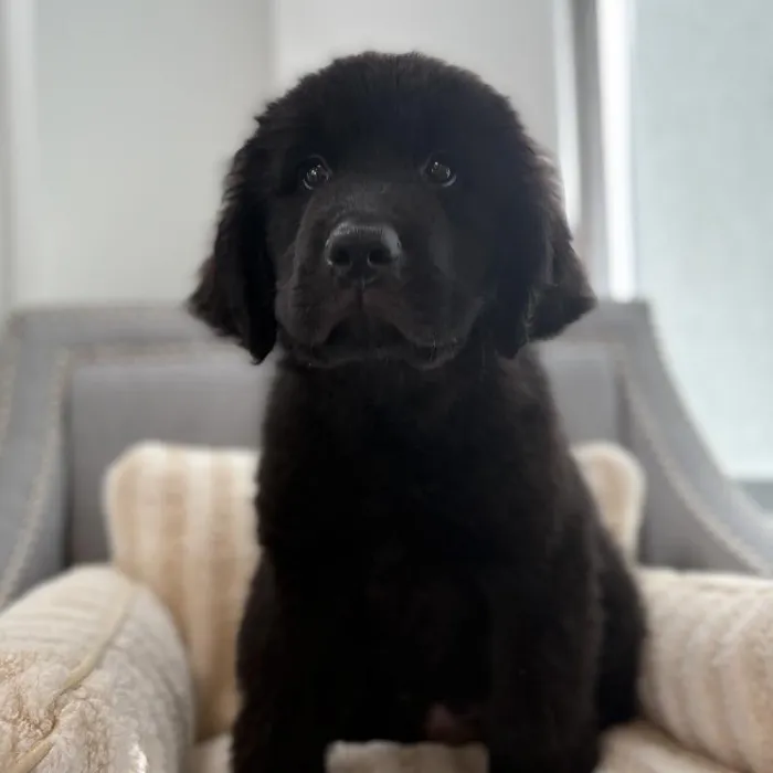 Male Newfoundland puppy named Captain for sale at San Jose Blvd.