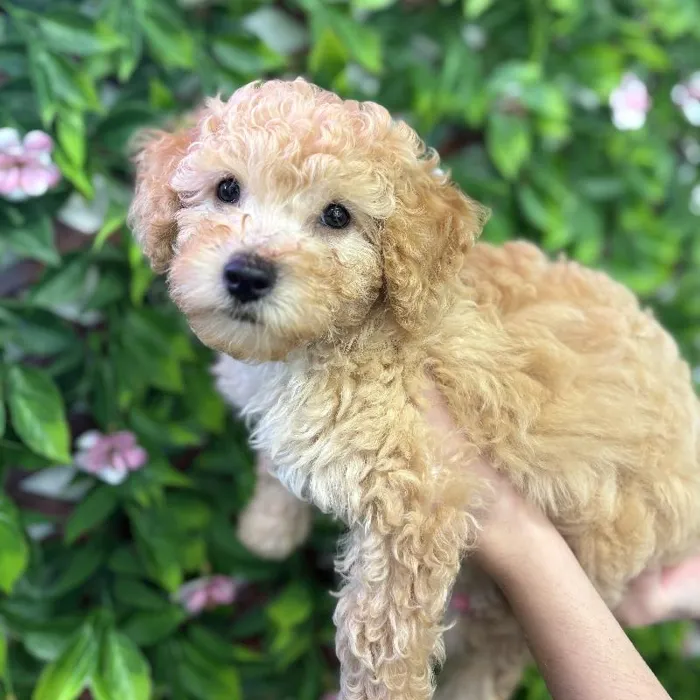 Male Bichapoo Puppy for Sale in Jacksonville, FL