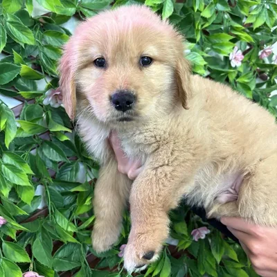 Male Golden Retriever Puppy for Sale in Jacksonville, FL