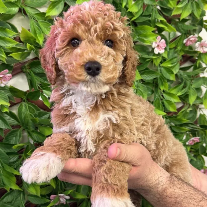 Male Mini Goldendoodle Puppy for Sale in Jacksonville, FL