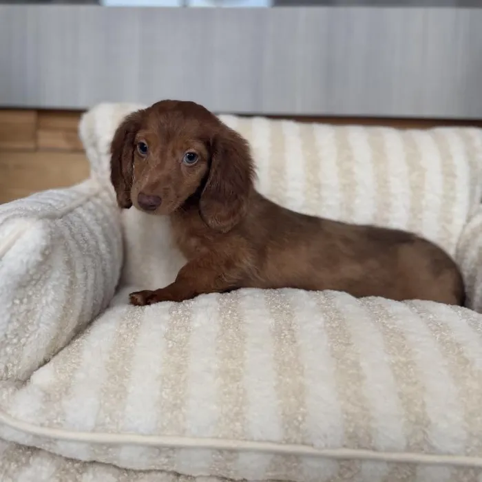 Male Mini Dachshund puppy named Cosmo for sale at Beach Blvd.