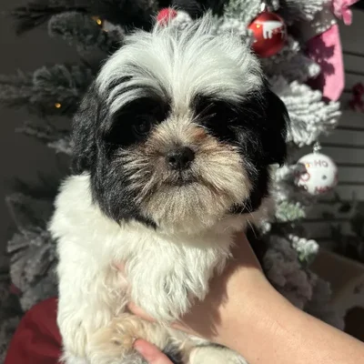 Male Malshi Puppy for Sale in Jacksonville, FL