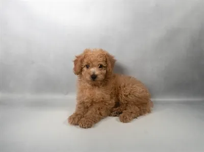 Female Hybrid puppy for sale at San Jose Blvd.