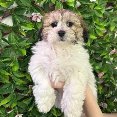 Female La-Chon Puppy for Sale in Jacksonville, FL