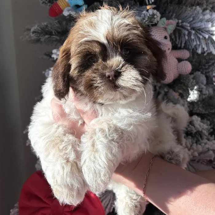 Female Shih Tzu Puppy for Sale in Jacksonville, FL