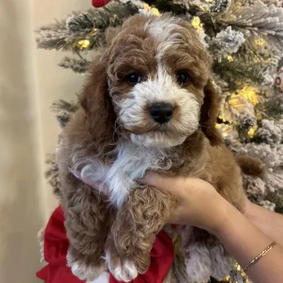 Male Cavapoo Puppy for Sale in Jacksonville, FL