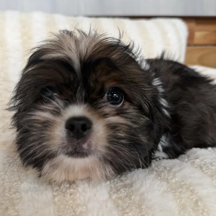 Male Shih Tzu puppy named Brisket for sale at Beach Blvd.
