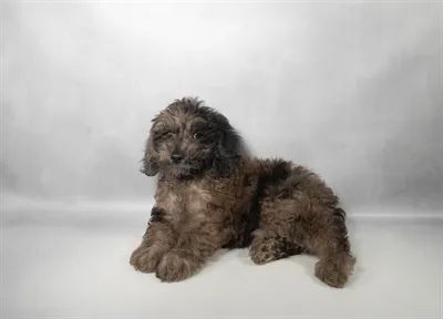 Male Schnoodle puppy for sale at San Jose Blvd.