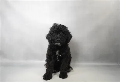 Male Mini Poodle puppy named Clyde for sale at Beach Blvd.