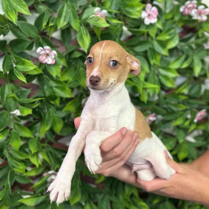 Male Rat Terrier puppy for sale at San Jose Blvd.
