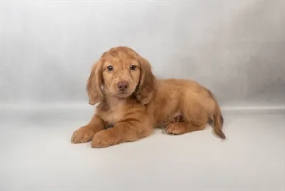 Male Mini Dachshund puppy named Crew for sale at San Jose Blvd.