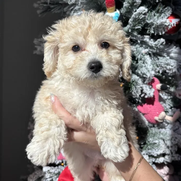 Female Bichapoo Puppy for Sale in Jacksonville, FL