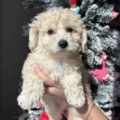 Female Bichapoo Puppy for Sale in Jacksonville, FL