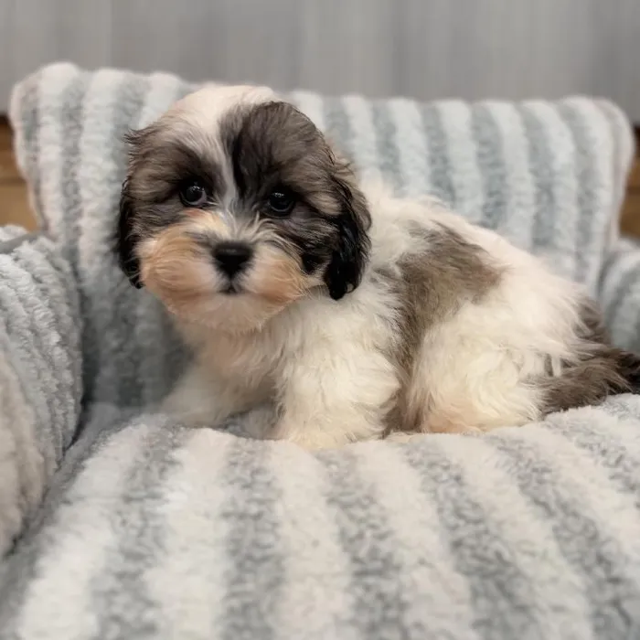 Male Bichapoo puppy named S'Mores for sale at Beach Blvd.