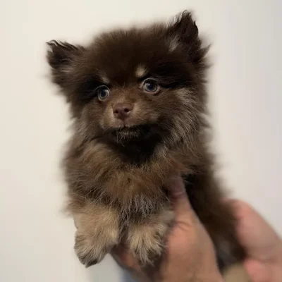 Female Pomeranian puppy named Lexus for sale at Beach Blvd.
