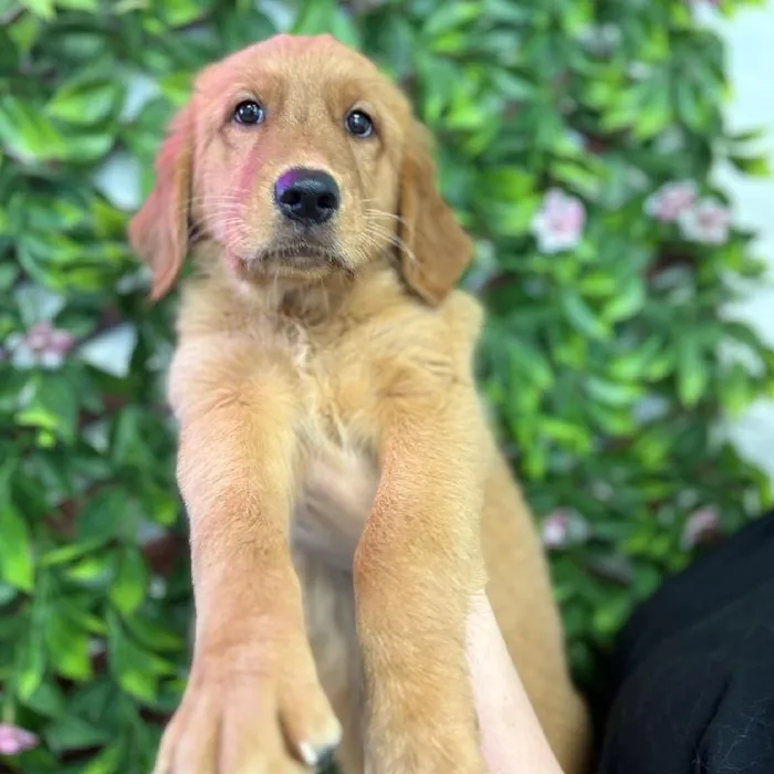 Female Golden Retriever puppy named Willow for sale at San Jose Blvd.